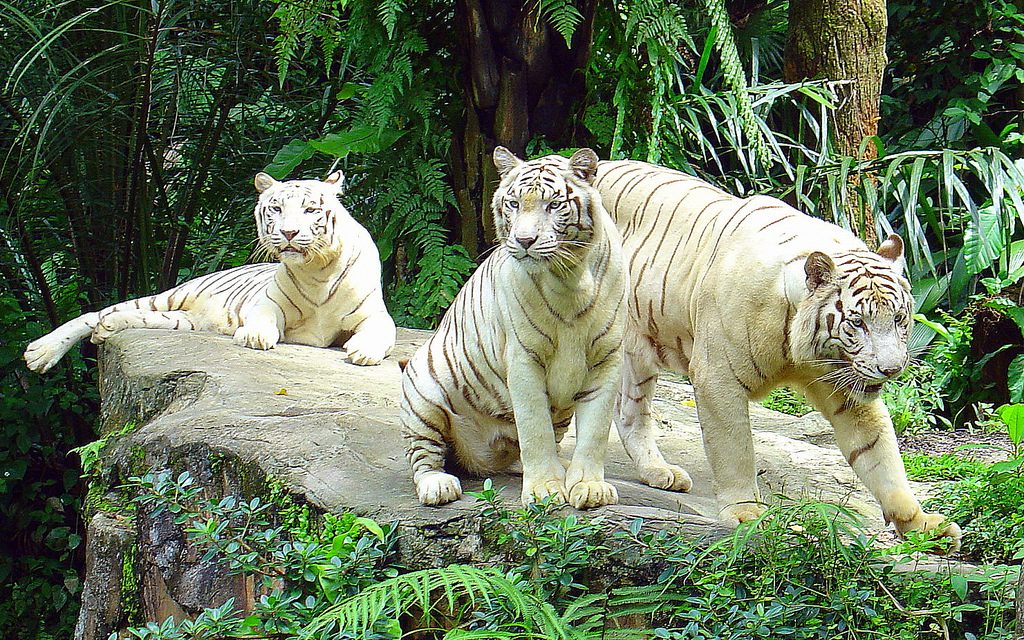 photo credit: White Tigers, Singapore Zoo {Explore} via photopin (license)